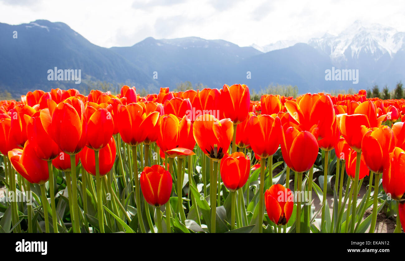 Field of bright orange tulips against backdrop of mountain and sun. Stock Photo