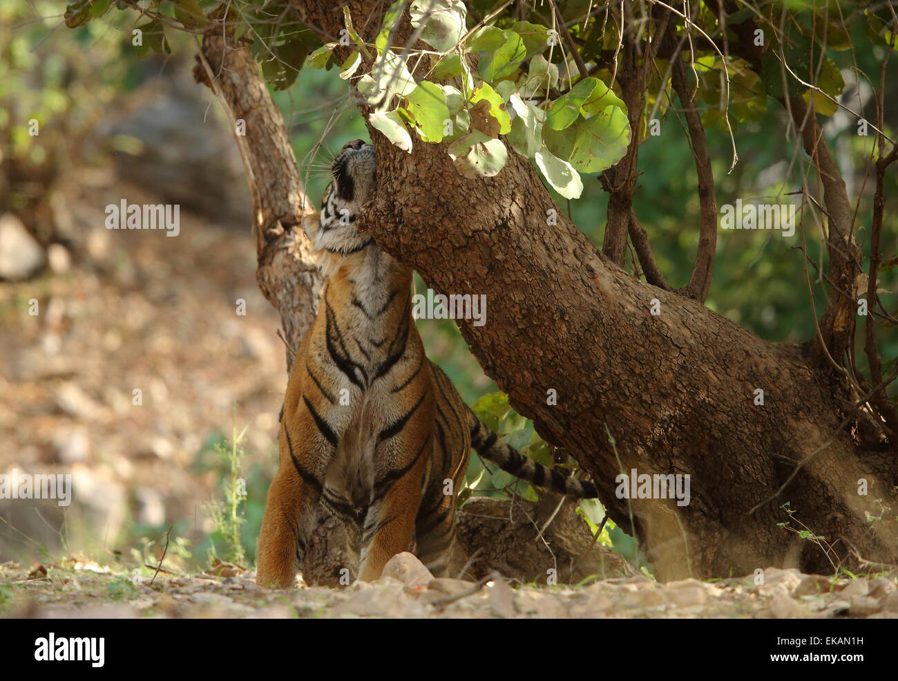 A royal bengal tiger marking territory in Ranthambhore National Park of