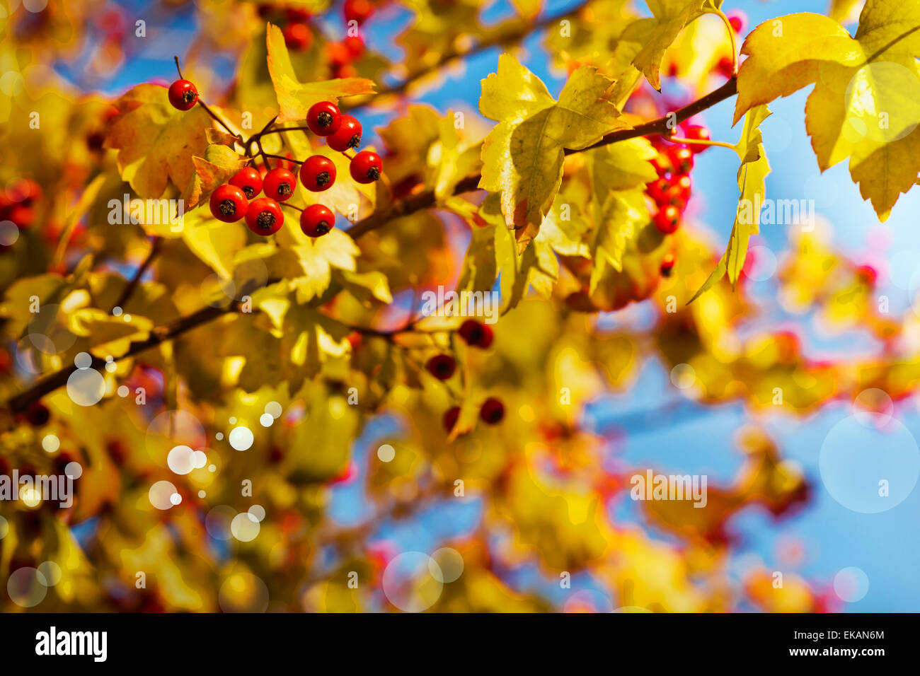 Fall background with yellow leaves, red berries in front of blue sky background, autumn tree Stock Photo