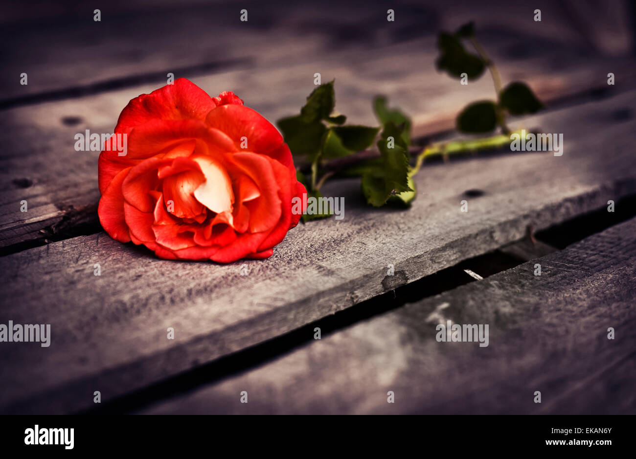 Beautiful red rose on wooden rustic background. Summer floral background Stock Photo