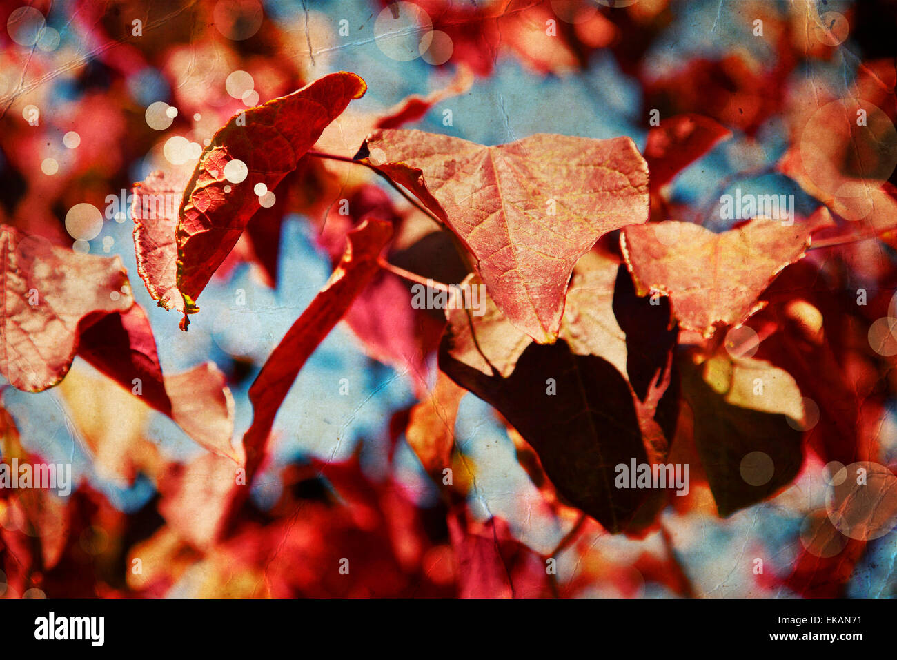 Red leaves of a cherry tree against the blue sky, Beautiful colorful autumn leaves. Vintage look Stock Photo