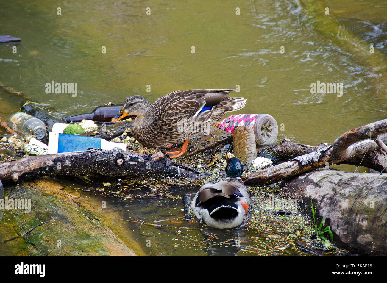 Pair of mallard ducks in river garbage. Stock Photo