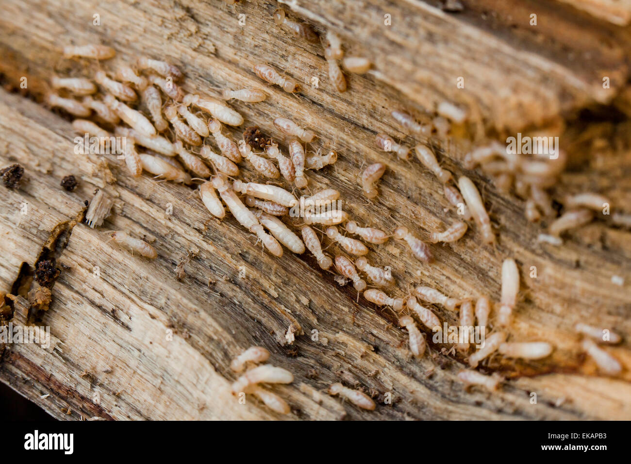 Subterranean Termite (Reticulitermes flavipes) infestation - USA Stock Photo