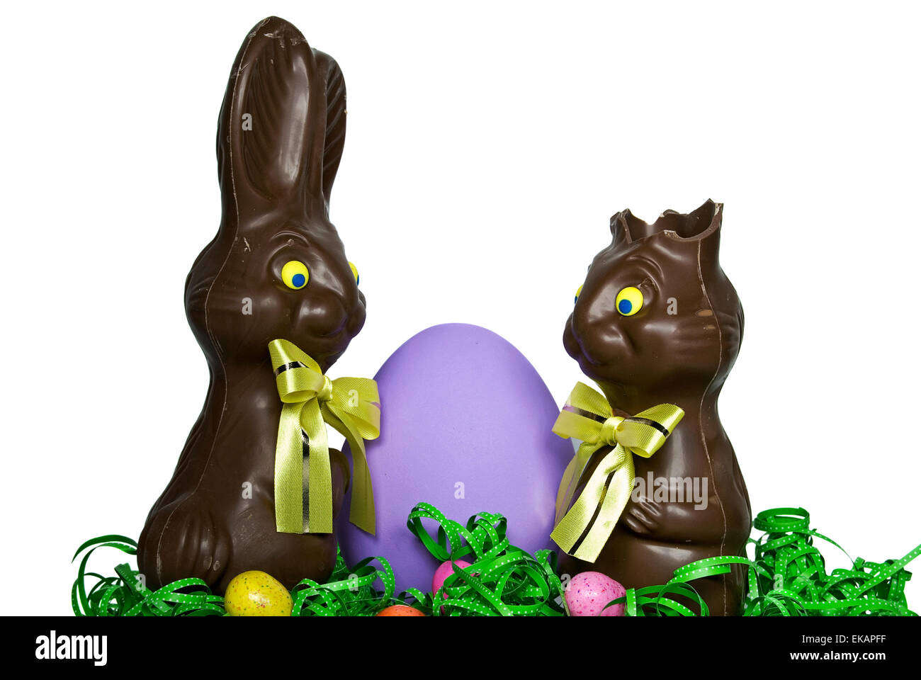 Chocolate Easter bunny humor with purple egg isolated on white. Stock Photo