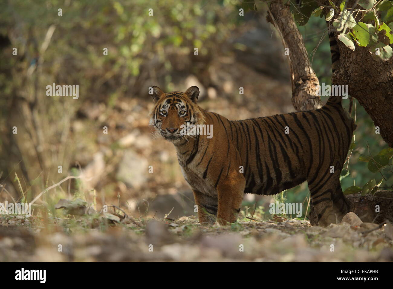 A royal bengal tiger marking territory in Ranthambhore National Park of