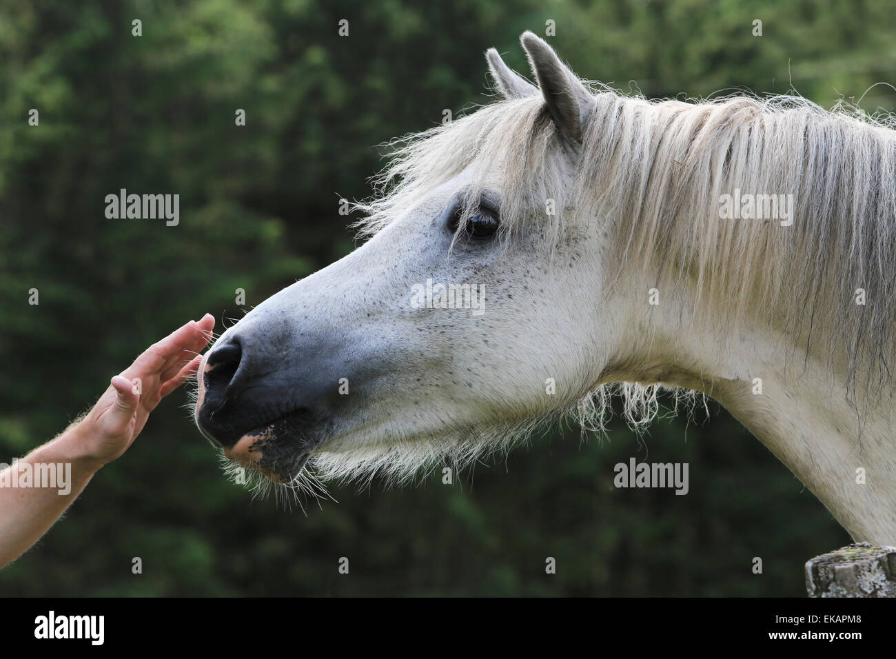 single horse on meadow in Scotland Stock Photo