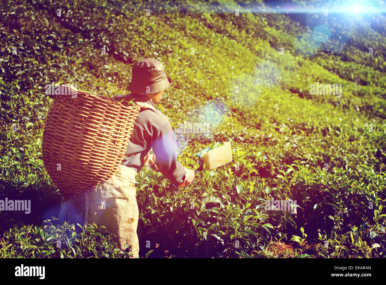 Manual Worker Picking Tea Plantation Harvesting Industry Job Stock Photo