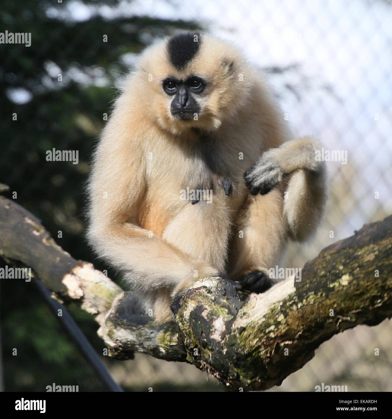 Female Yellow cheeked gibbon (Nomascus gabriellae), a.k.a. golden-cheeked crested gibbon. Burgers' Zoo, Netherlands Stock Photo