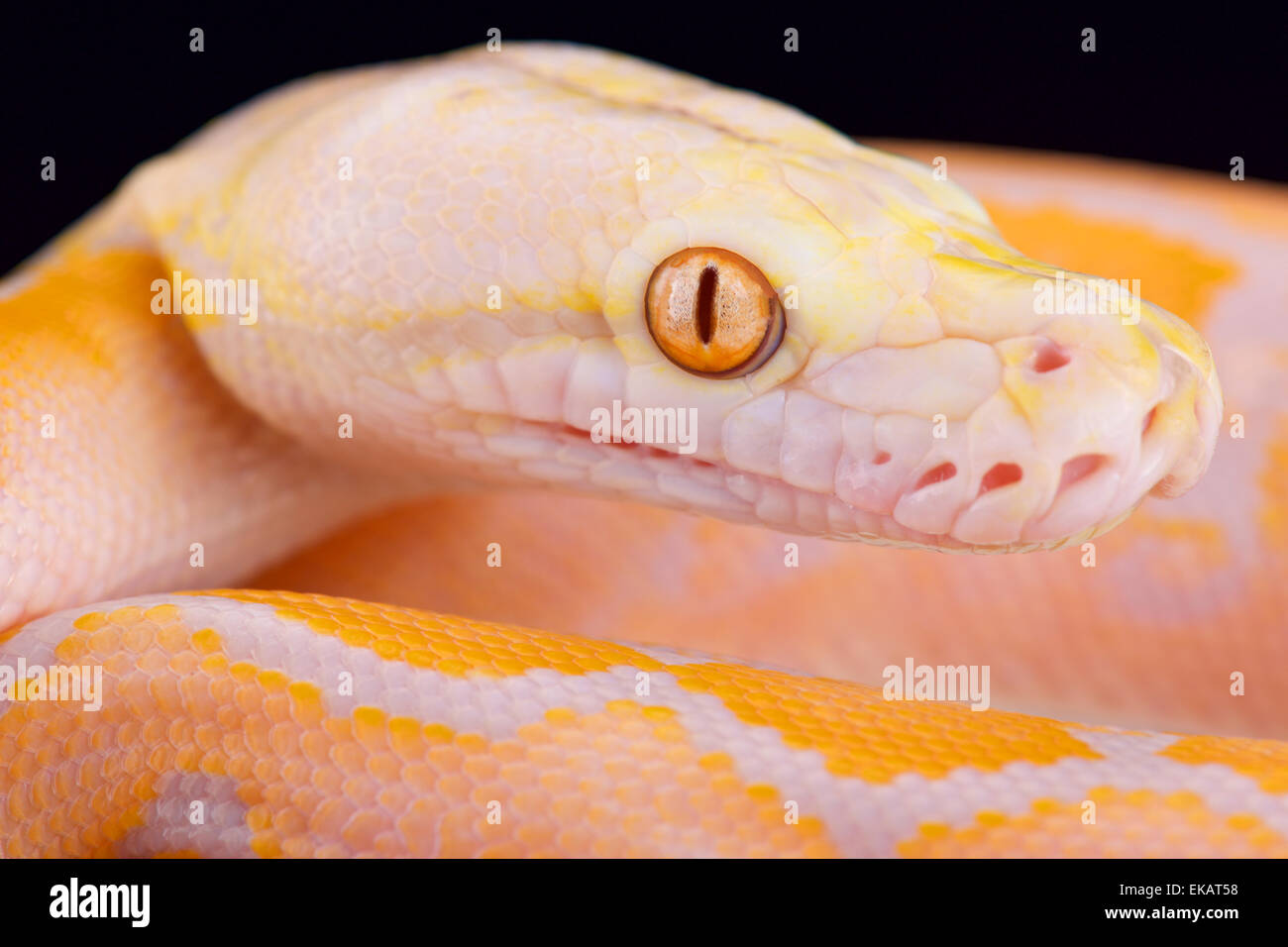 Albino Reticulated python (Malayopython reticulatus) Stock Photo