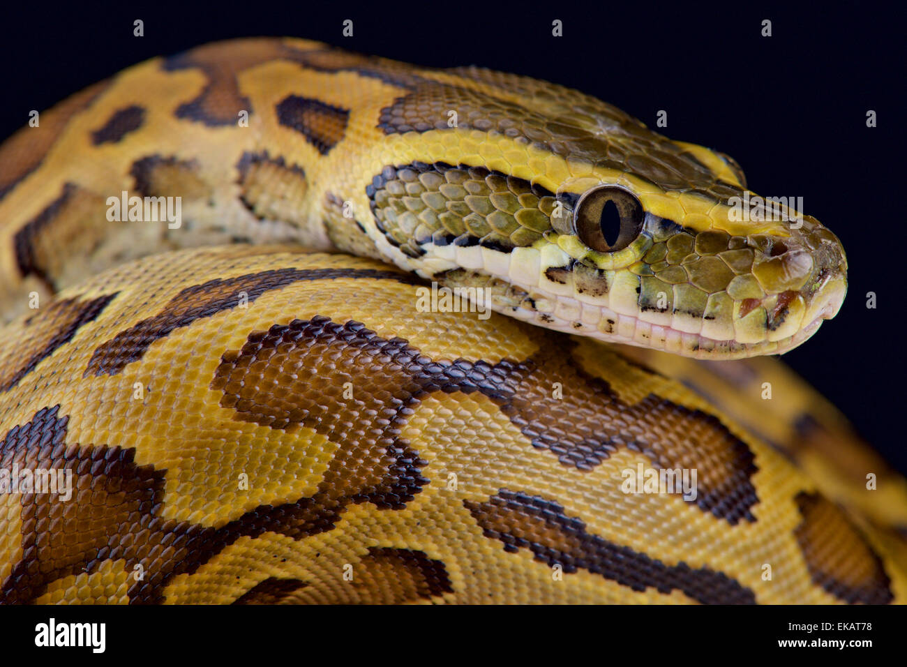 African rock python (Python sebae) Stock Photo