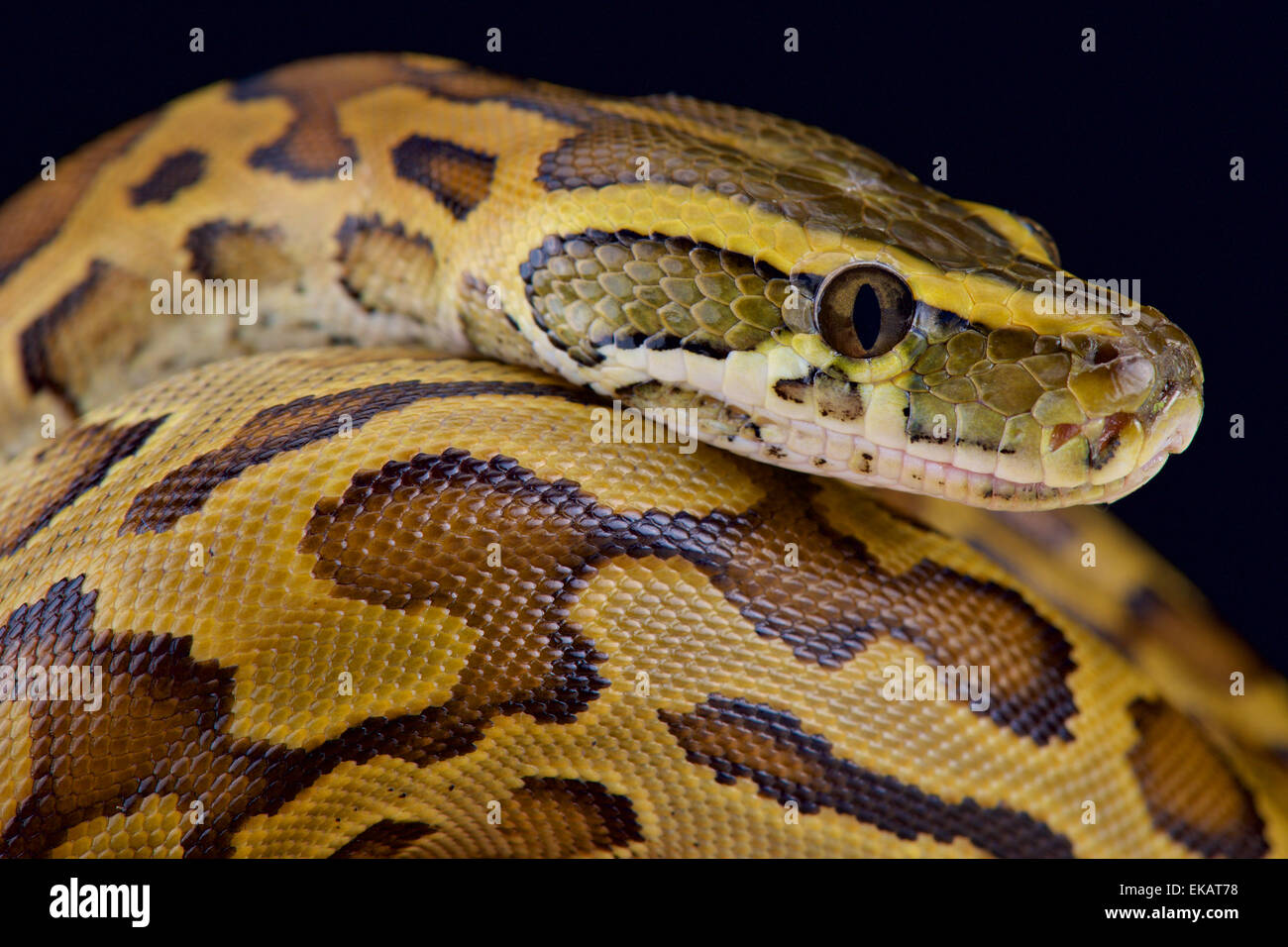 when do rock pythons mature Lesbian sex chatroom
