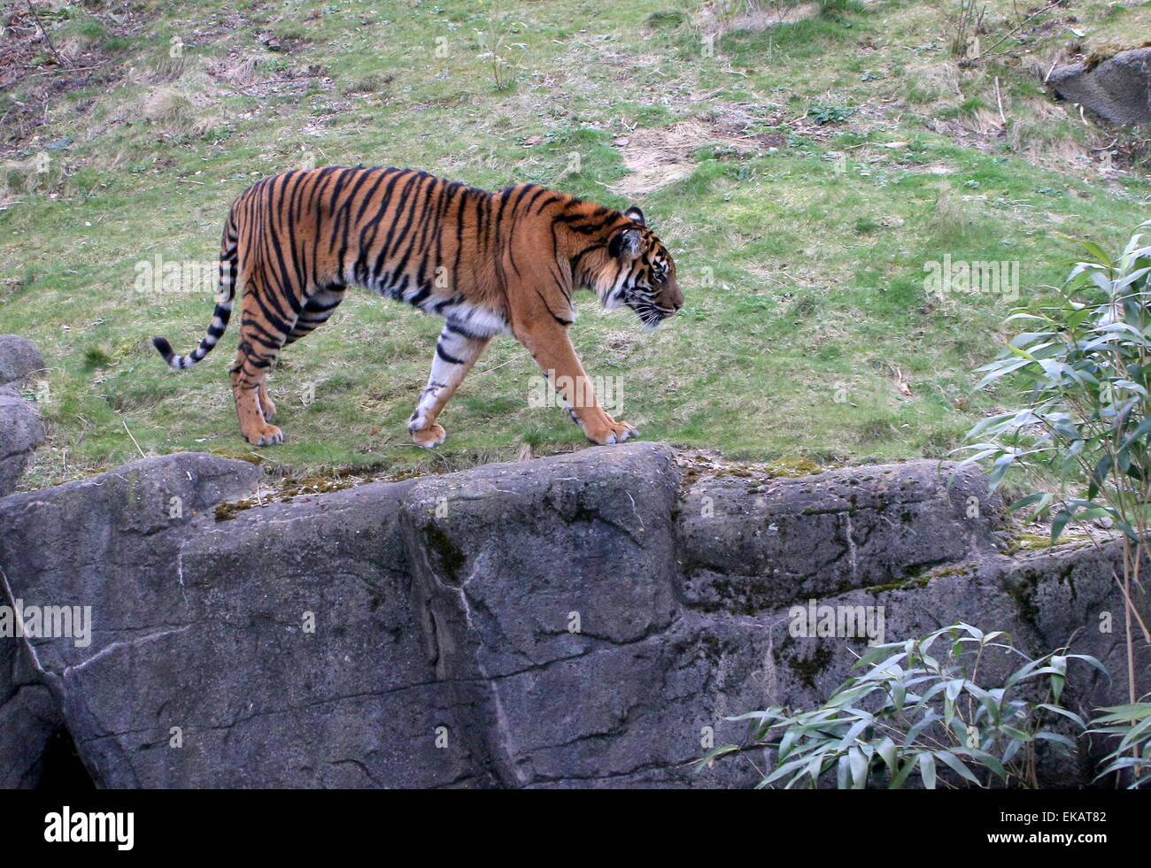 Female Sumatran tiger (Panthera tigris sumatrae) at Burgers' Bush Arnhem Zoo, The Netherlands Stock Photo