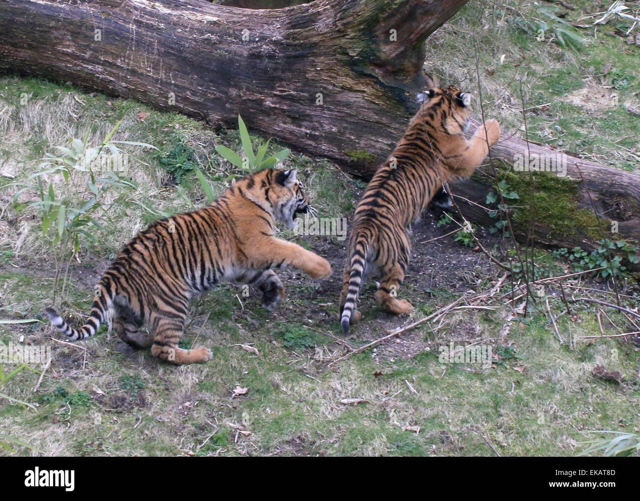 Female Sumatran Tiger cubs (Panthera tigris sumatrae) playing & chasing each other at Burgers' Bush Arnhem Zoo, The Netherlands Stock Photo