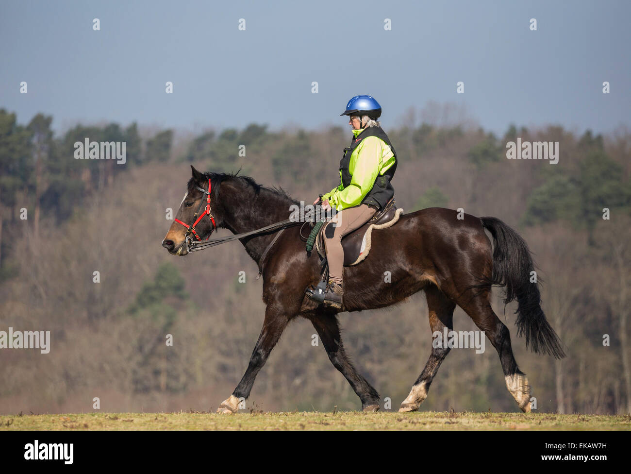 An old woman is riding her horse in the New Forest National Park. She's wearing a helmet and hi vis jacket. Stock Photo