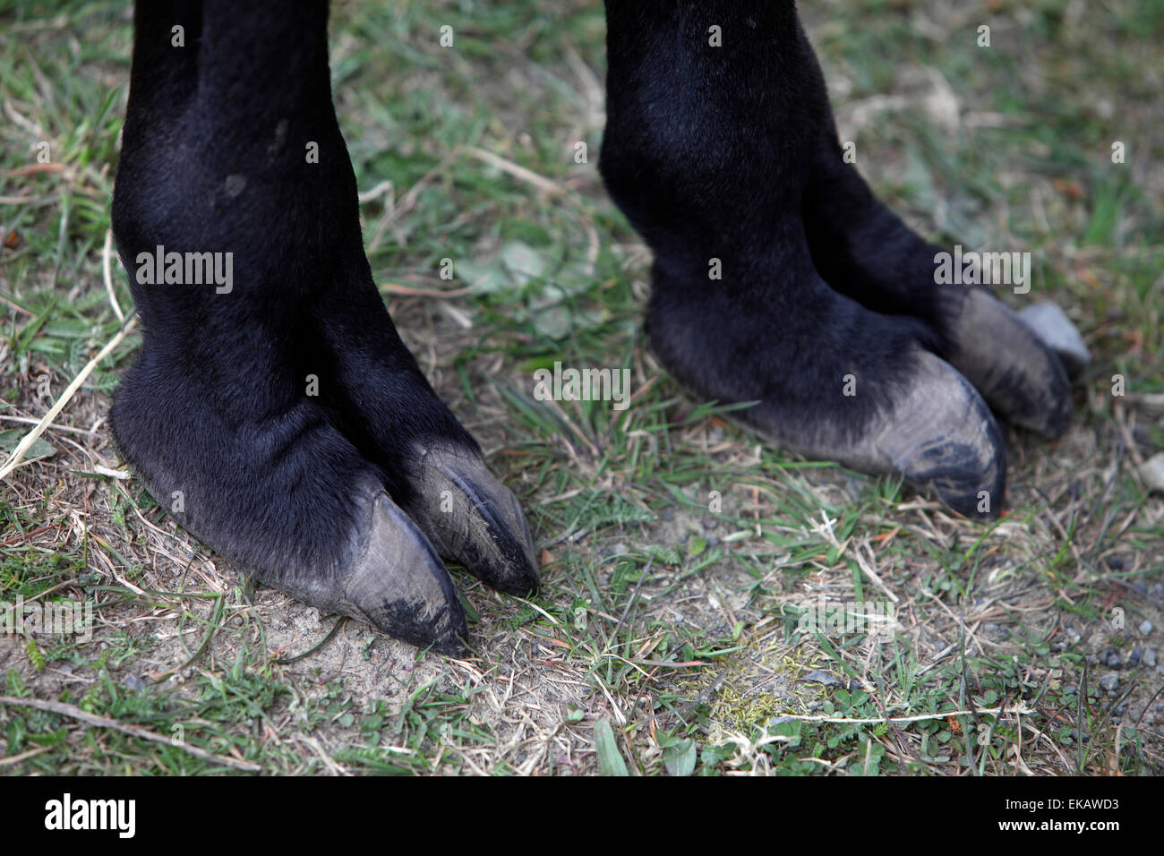 Two-toed feet of a llama, llama trekking, Hanmer Springs, New Zealand Stock Photo