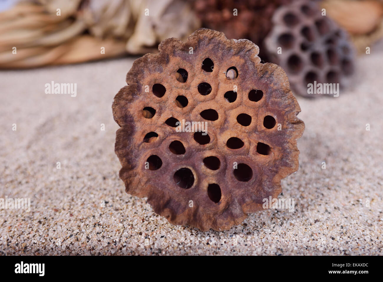 On the dried seedpod of the Lotus in the sand Stock Photo
