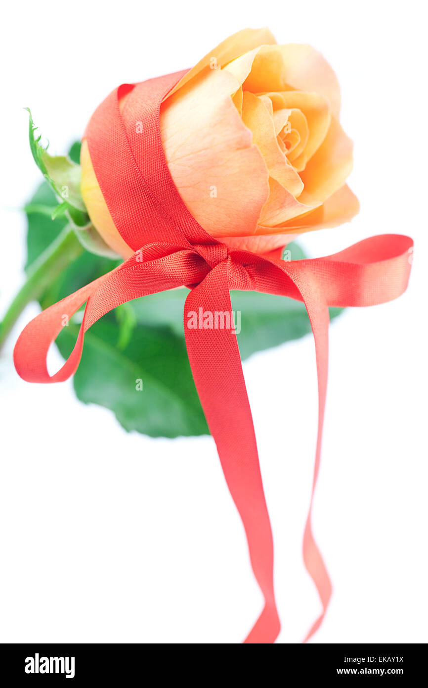 beautiful orange rosewith red ribbon isolated on white Stock Photo - Alamy