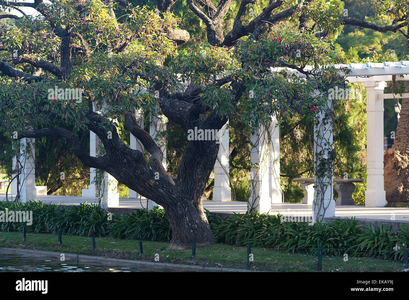 Rose garden colonnade hi-res stock photography and images - Alamy