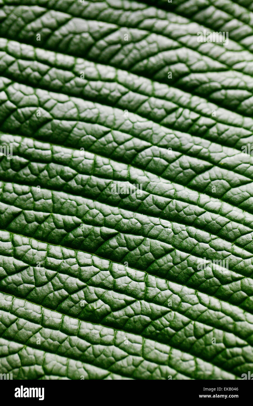 macro background of green leaf Stock Photo - Alamy