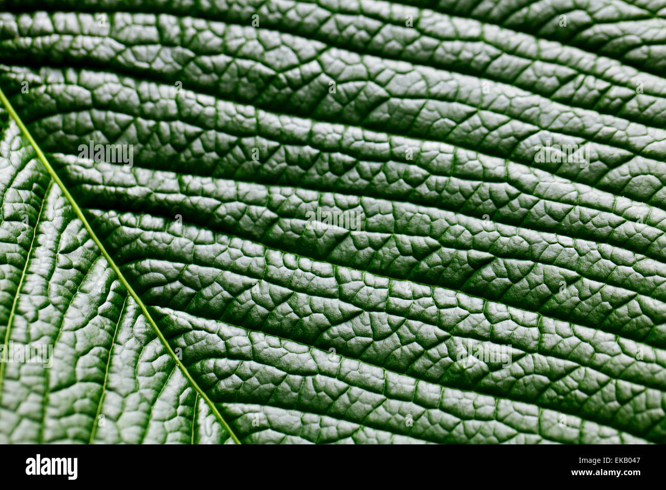 macro background of green leaf Stock Photo - Alamy