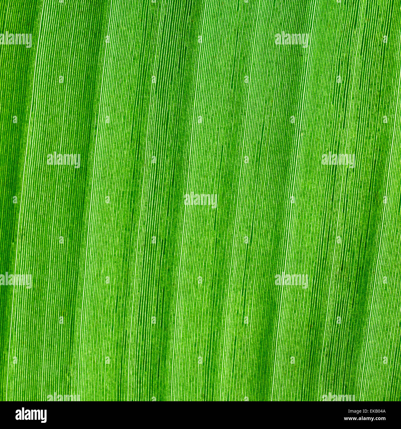macro background of green leaf Stock Photo - Alamy