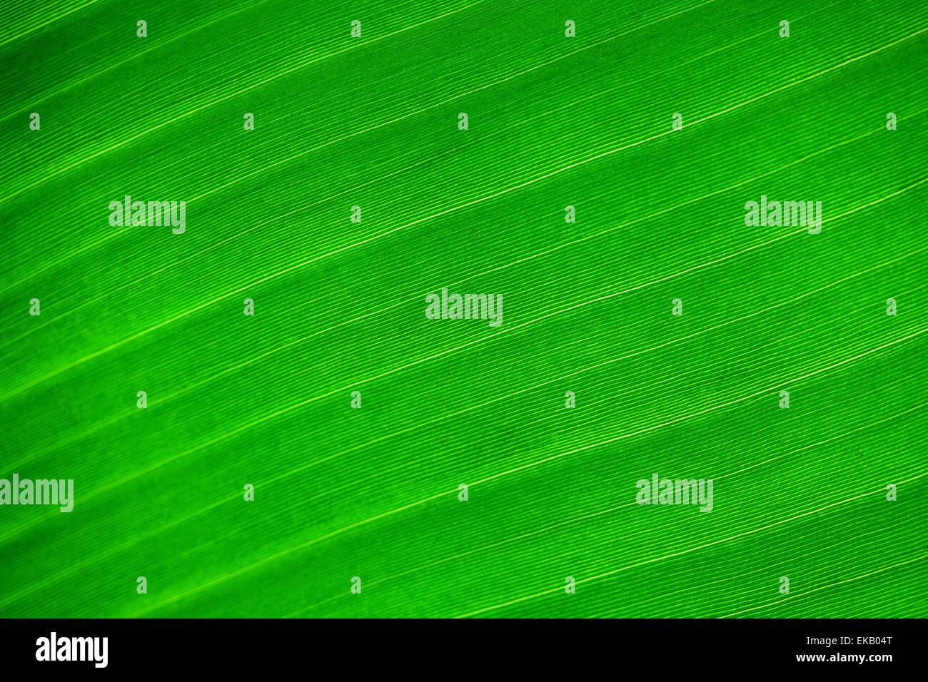 macro background of green leaf Stock Photo - Alamy