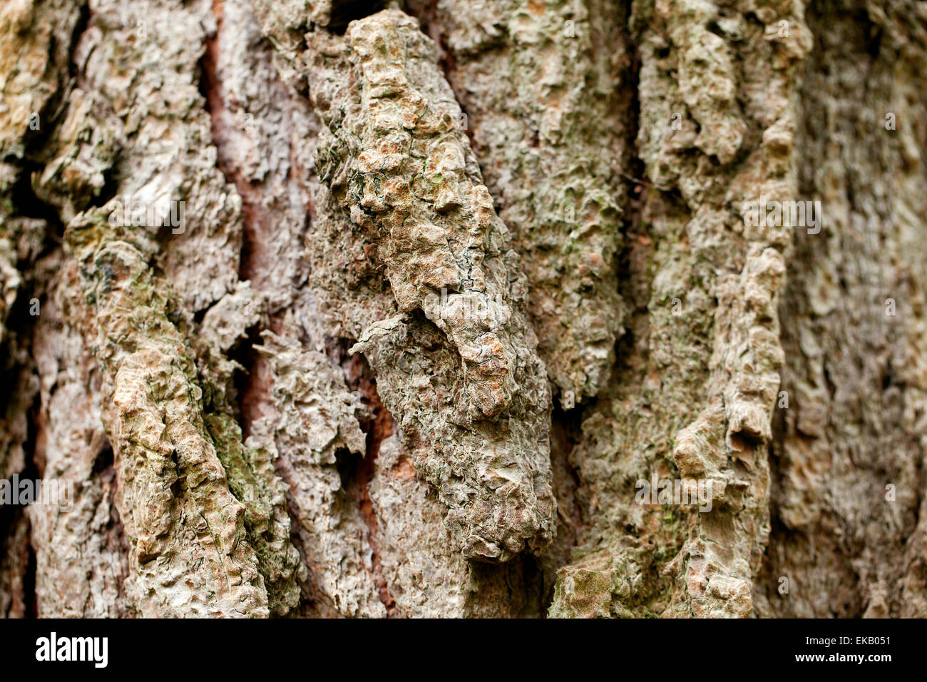 background of bark tree Stock Photo