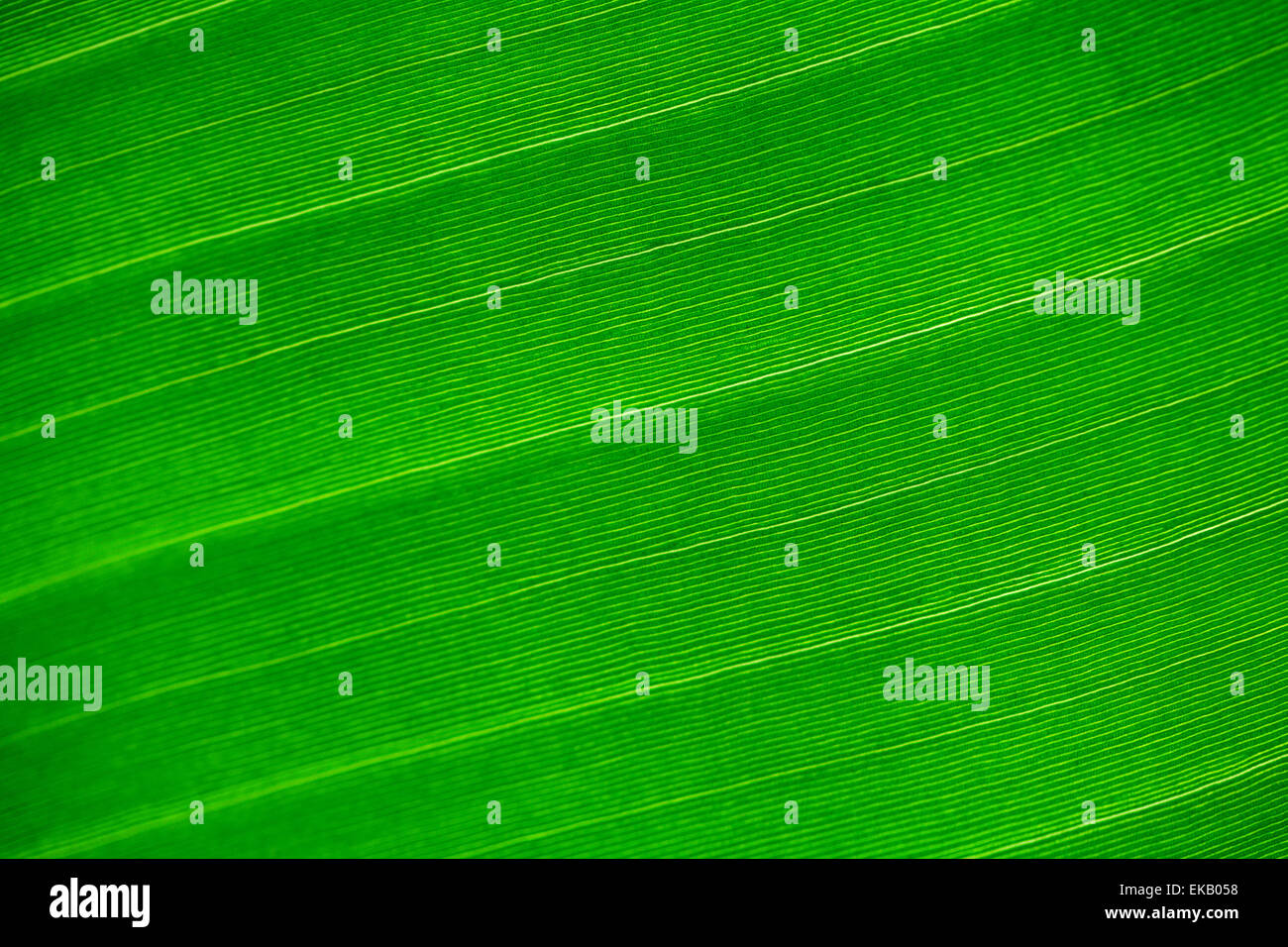 macro background of green leaf Stock Photo - Alamy