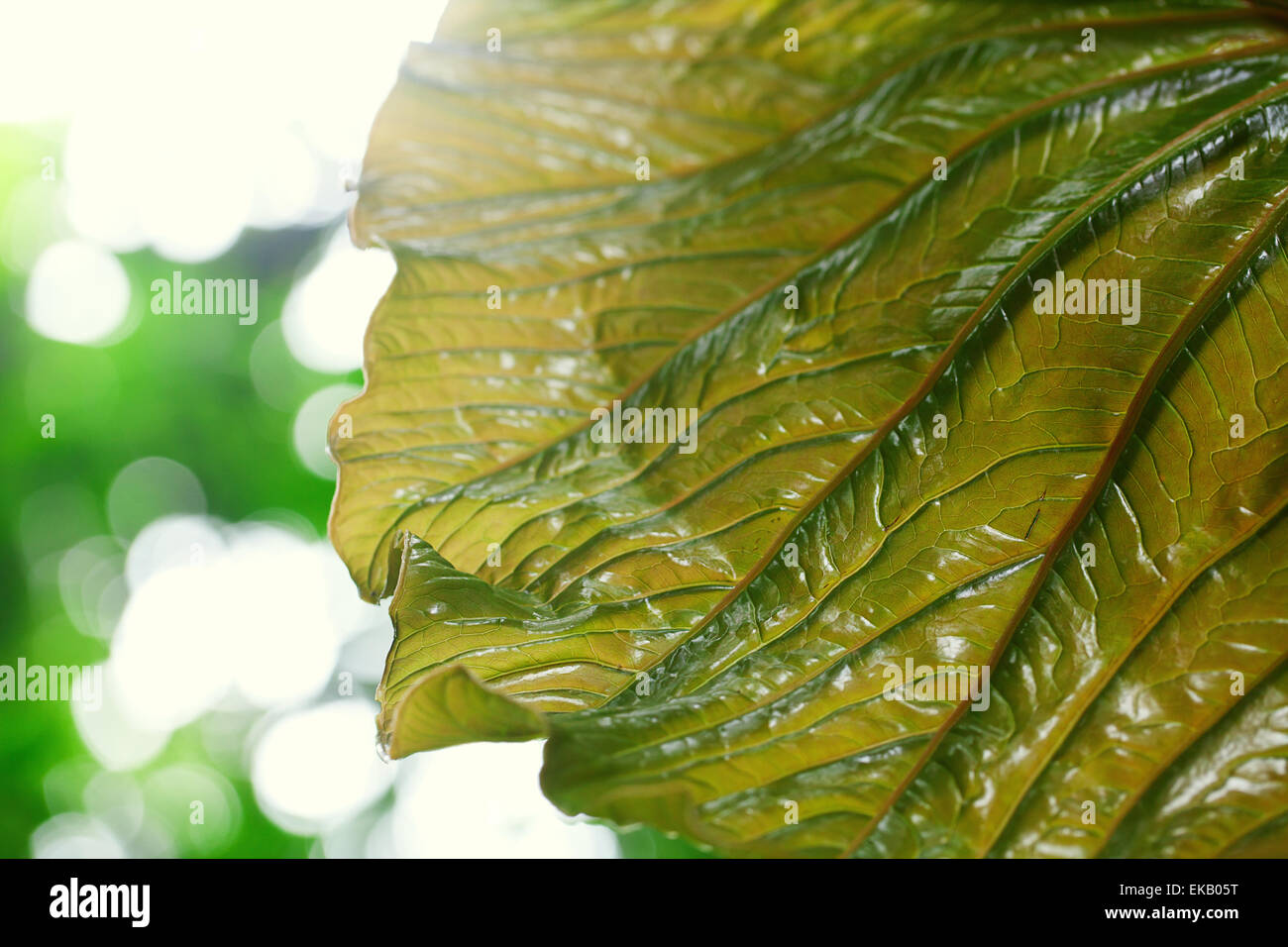 macro background of green leaf Stock Photo - Alamy