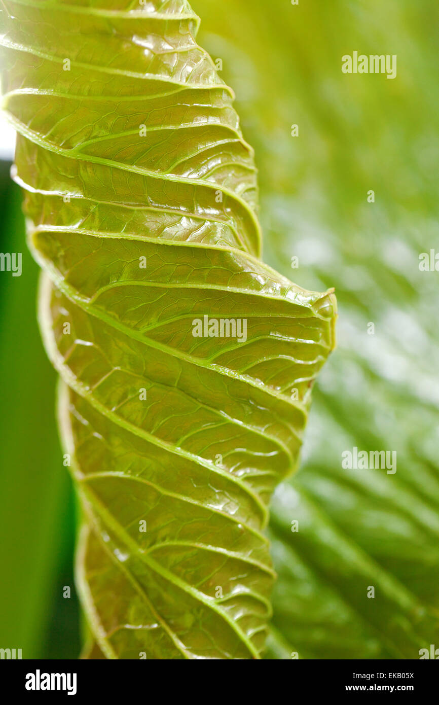 macro background of green leaf Stock Photo - Alamy