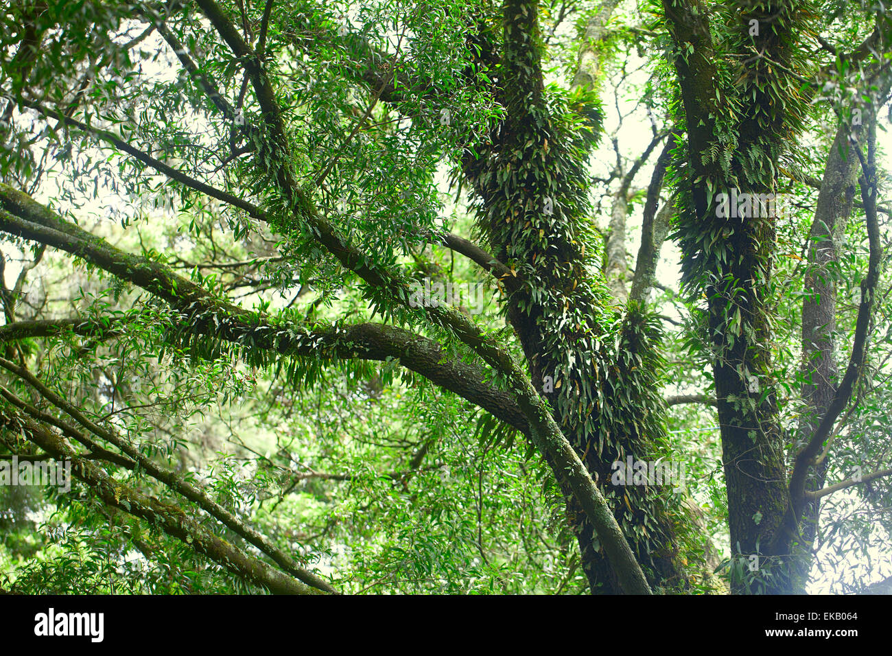 trees and palm in the jungle Stock Photo - Alamy