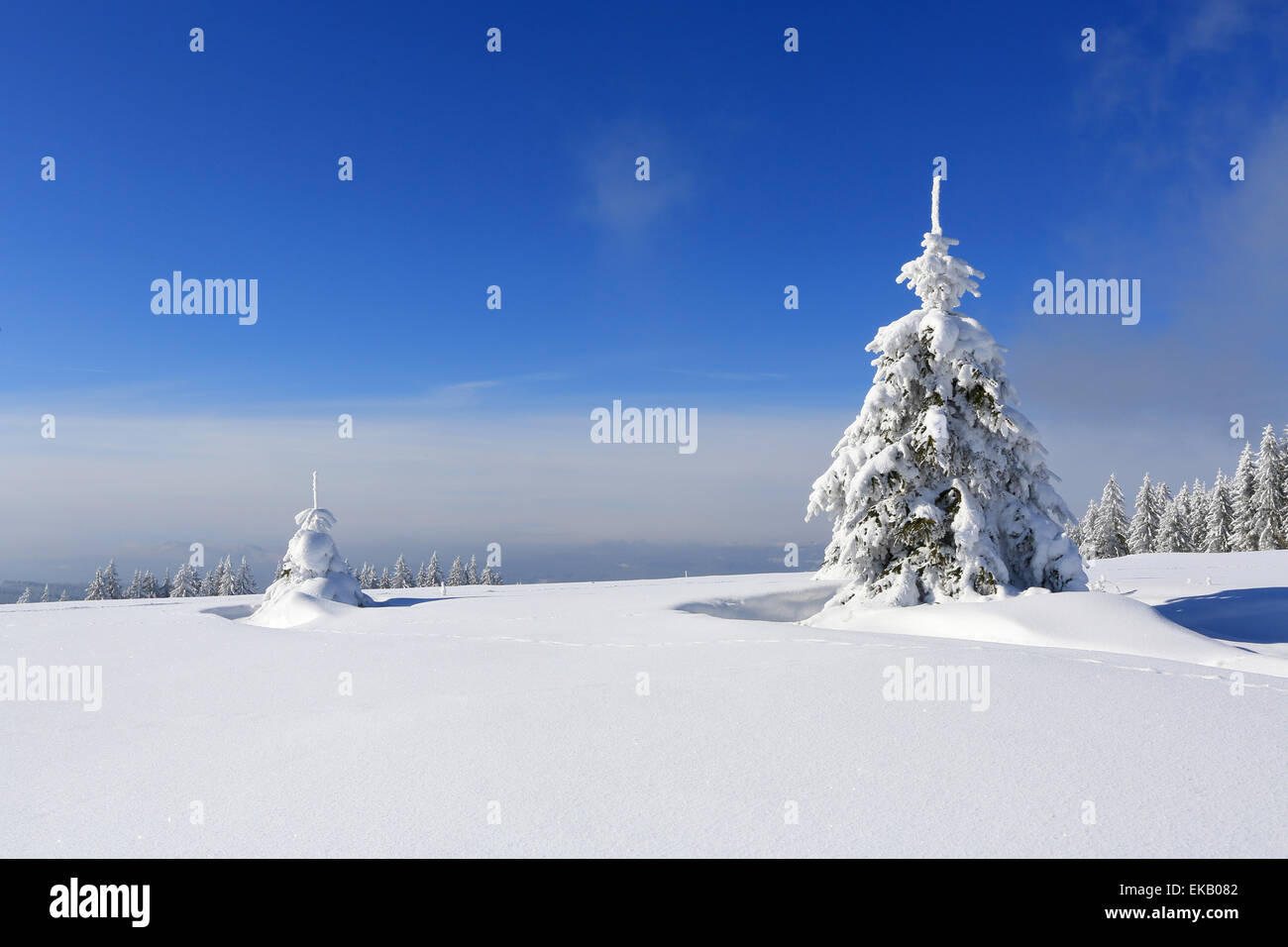 Winter landscape and snow wrapped trees in Sumava, Czech republic Stock Photo