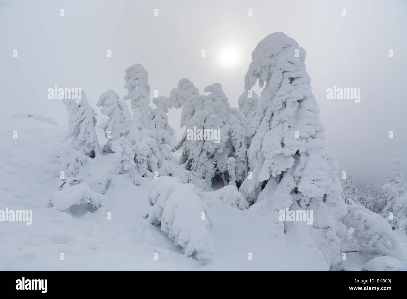 Winter landscape and snow wrapped trees in Sumava, Czech republic Stock Photo