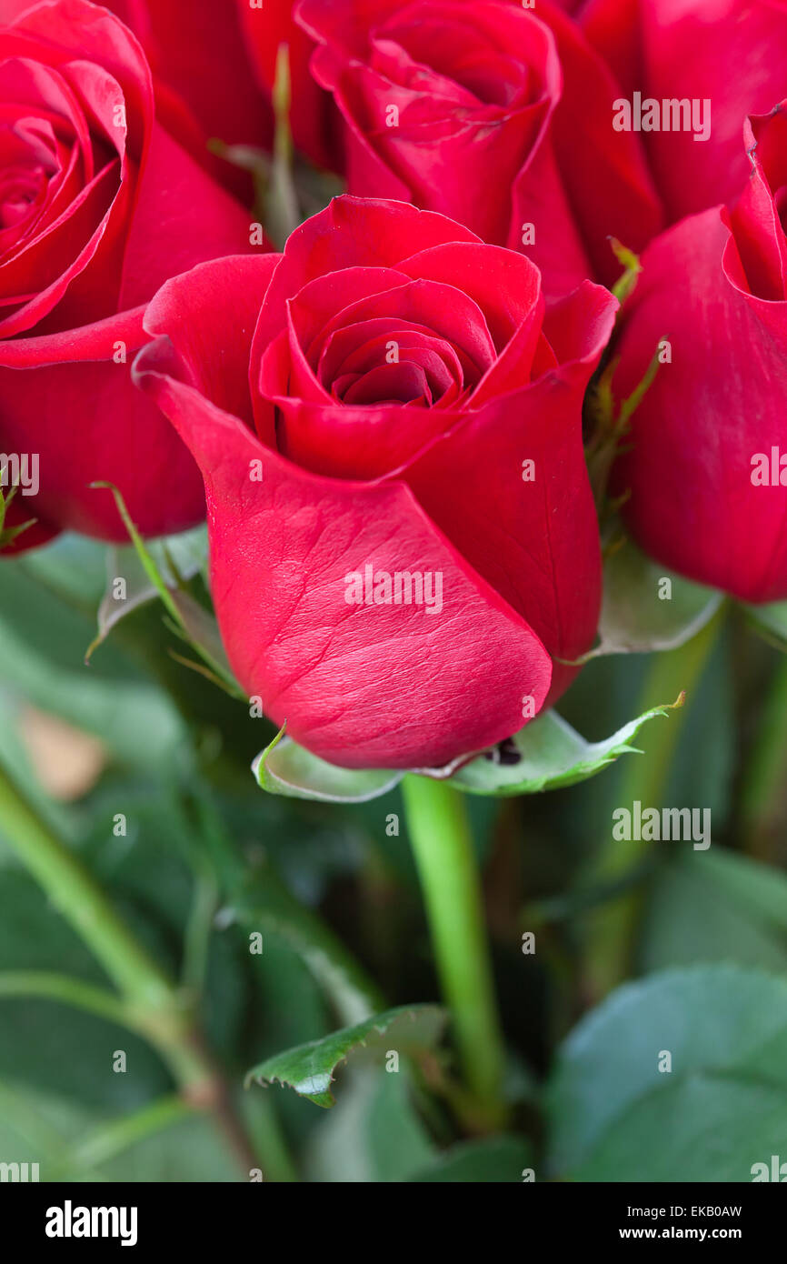 background of a beautiful bouquet of red roses Stock Photo Alamy