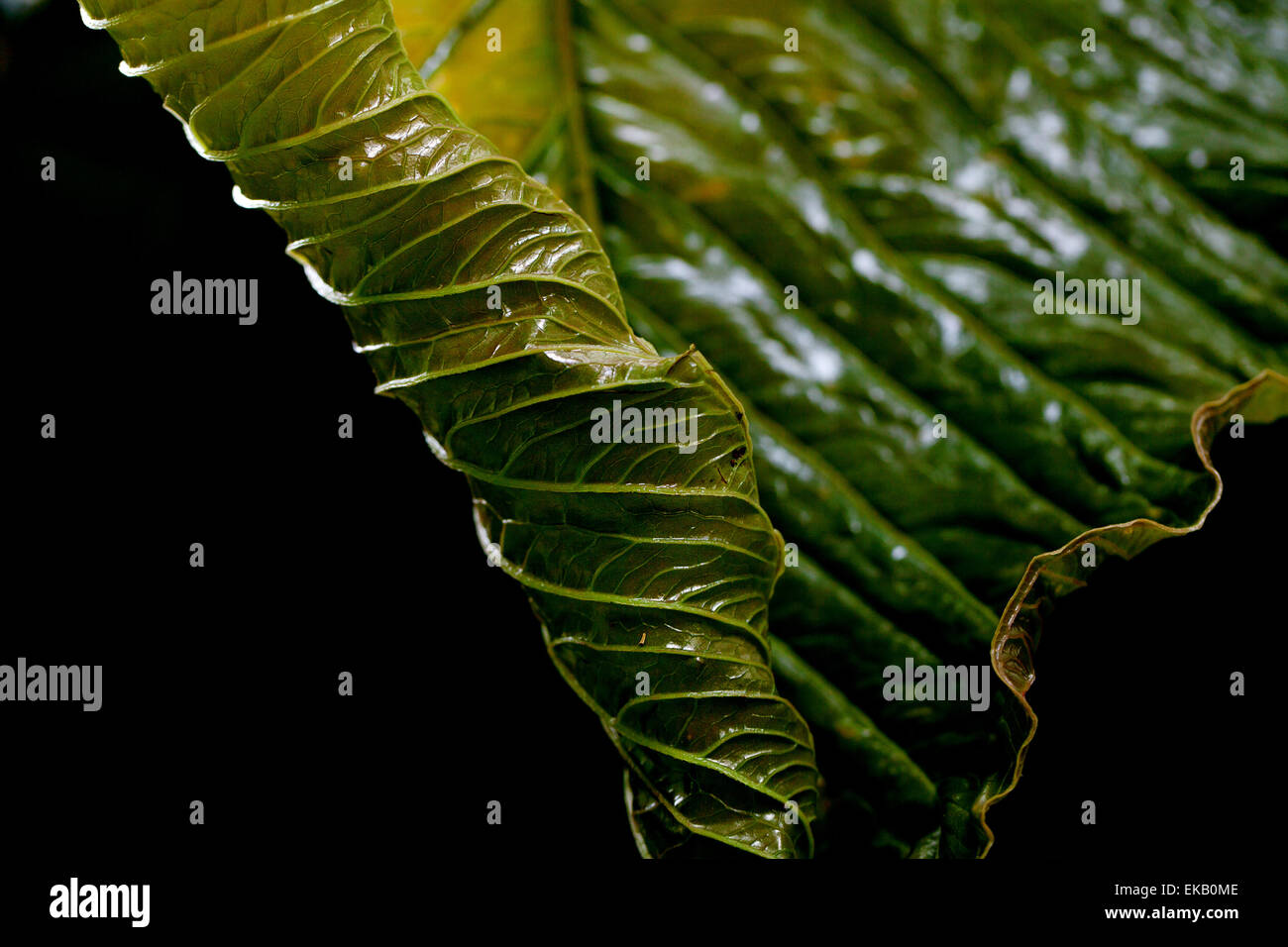 macro background of green leaf Stock Photo - Alamy