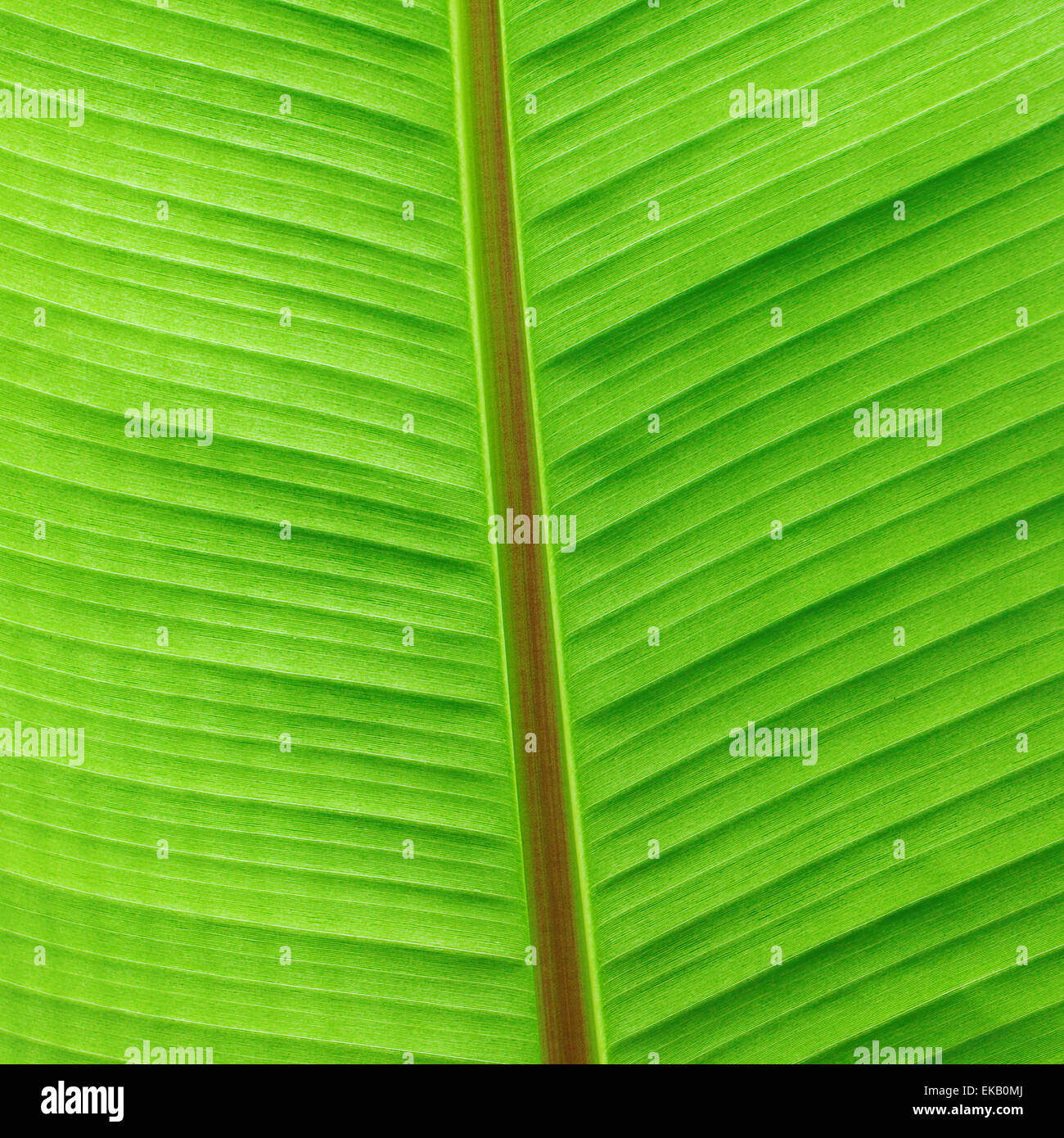 macro background of green leaf Stock Photo - Alamy
