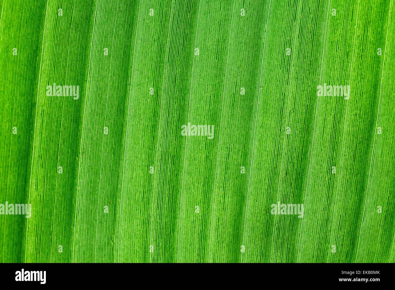 macro background of green leaf Stock Photo - Alamy
