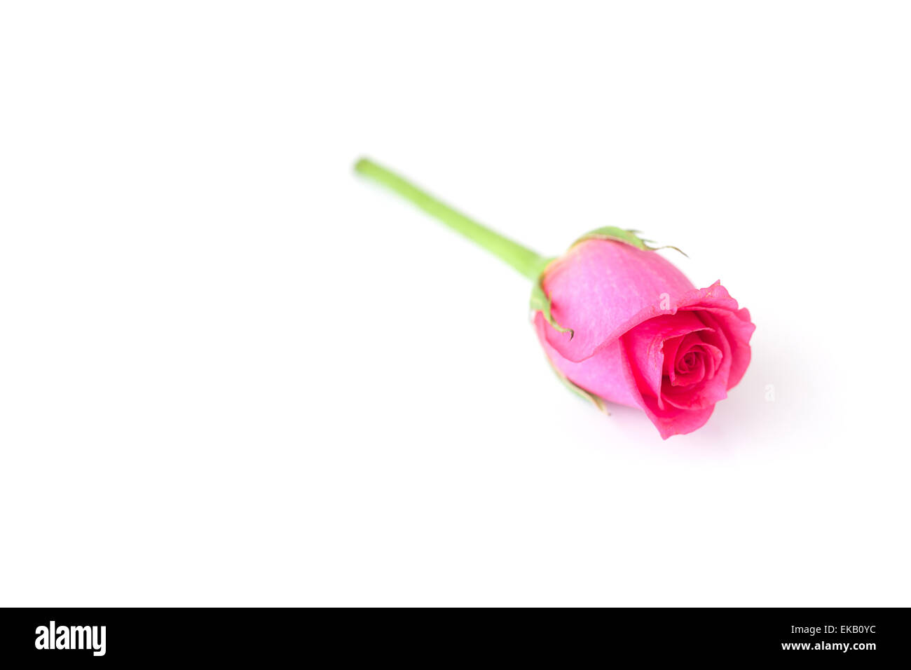 beautiful pink rose isolated on white Stock Photo - Alamy