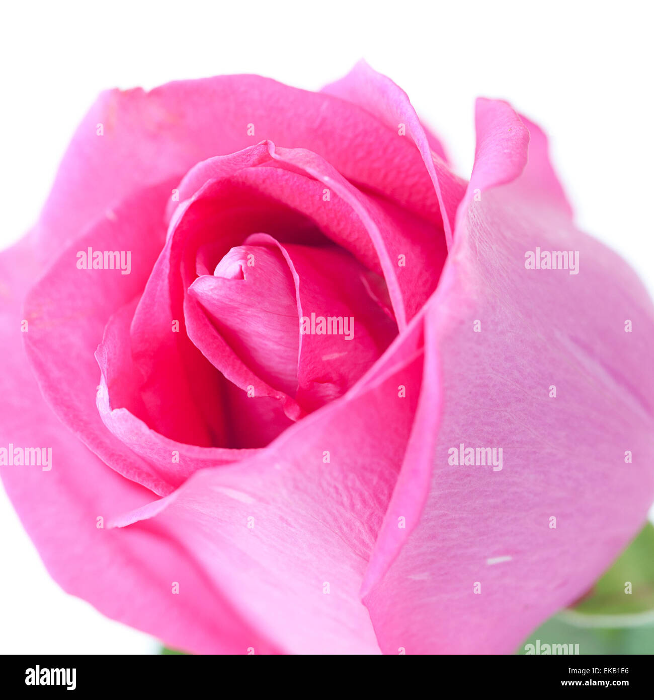 beautiful pink rose isolated on white Stock Photo - Alamy