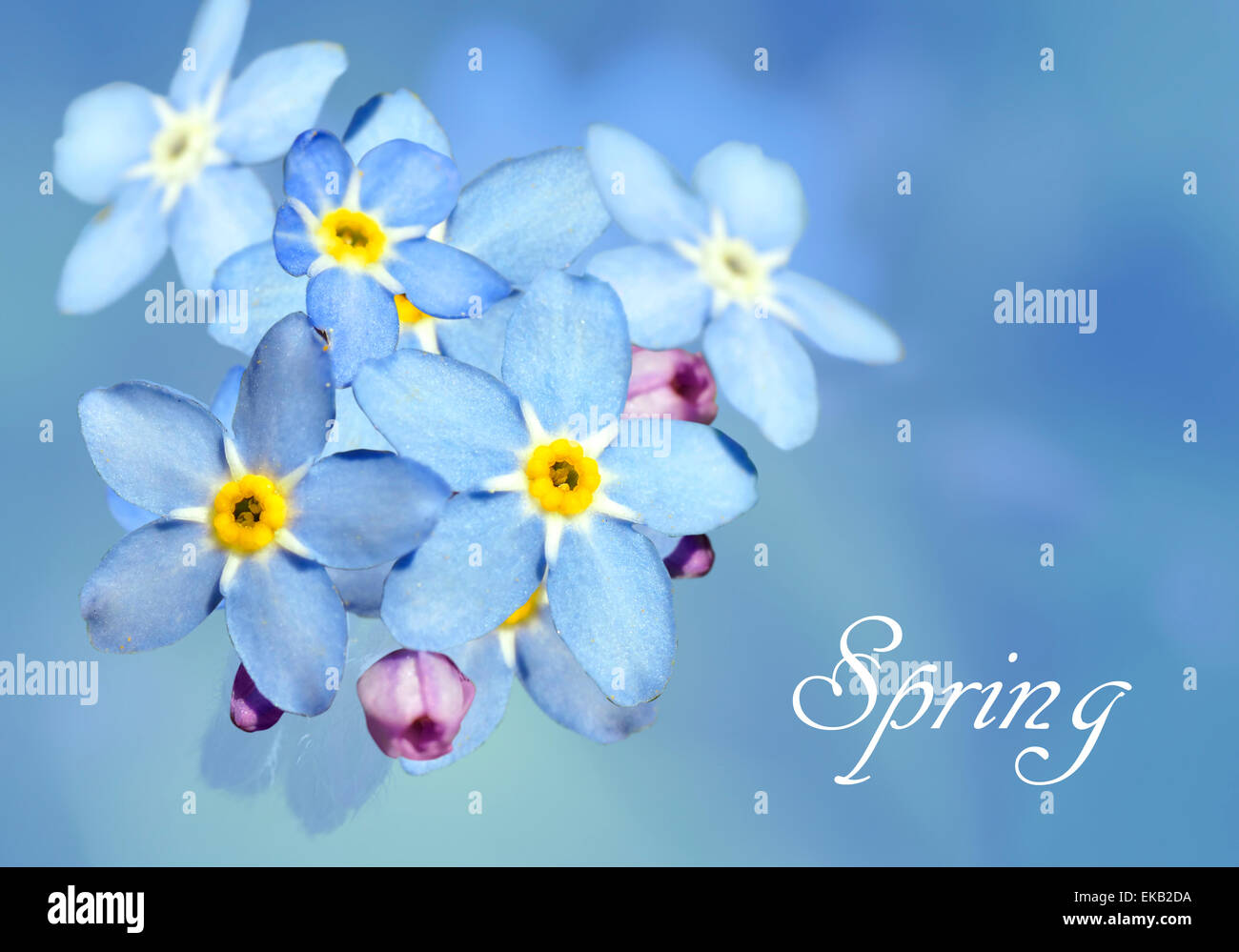 Small perennial forget flowers hi-res stock photography and images - Alamy