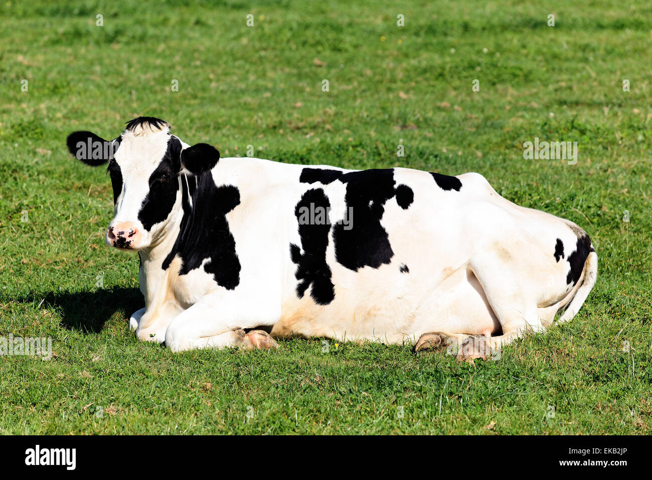 Black on white cow hi-res stock photography and images - Alamy