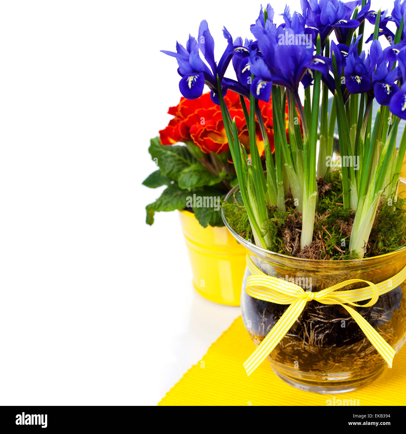 Spring Flowers Square Square frame flowers purple hi-res stock photography and images - Alamy