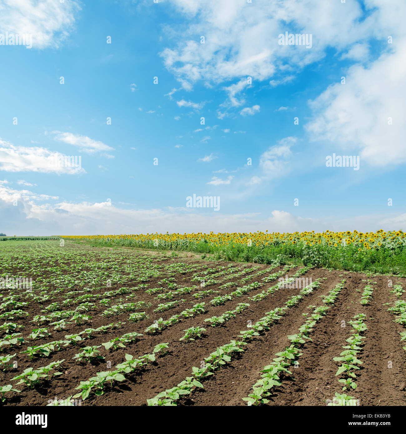 field with green sunflowers under cloudy sky Stock Photo - Alamy