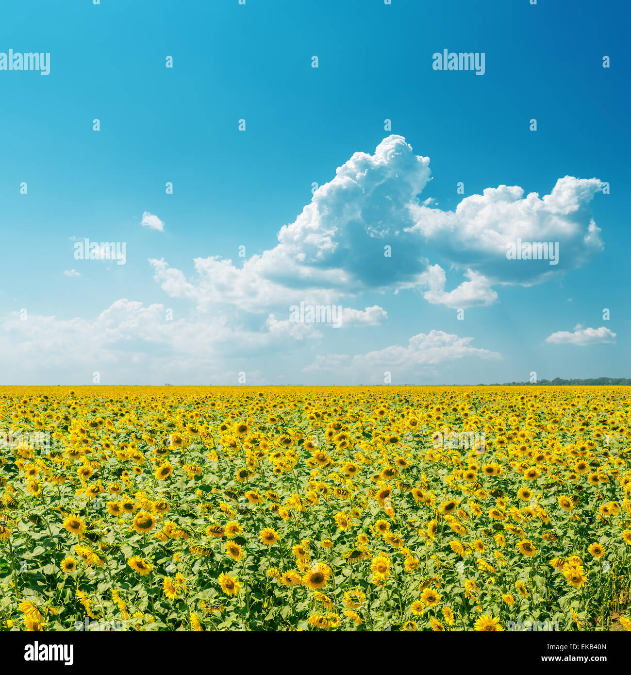field with sunflowers under cloudy sky Stock Photo - Alamy