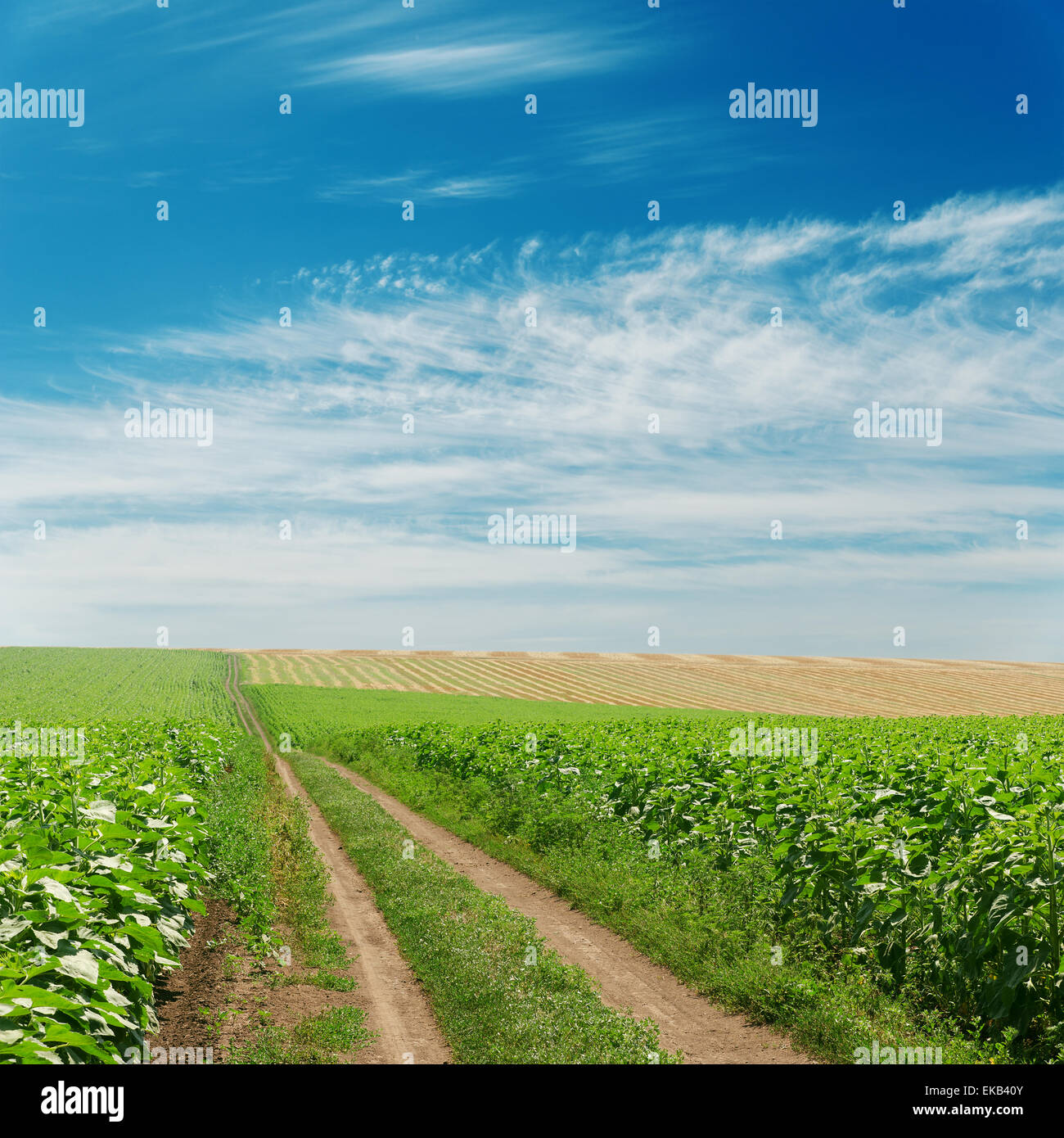 dirty road in green fields under blue sky Stock Photo - Alamy