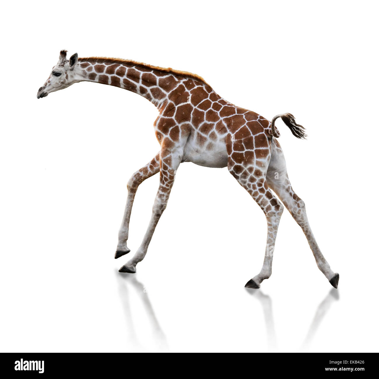 Giraffe running at hi-res stock photography and images - Alamy