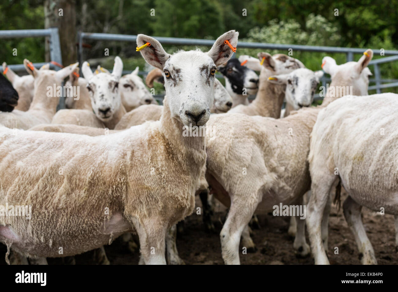 shorn flock of sheep on the meadow, Scotland Stock Photo