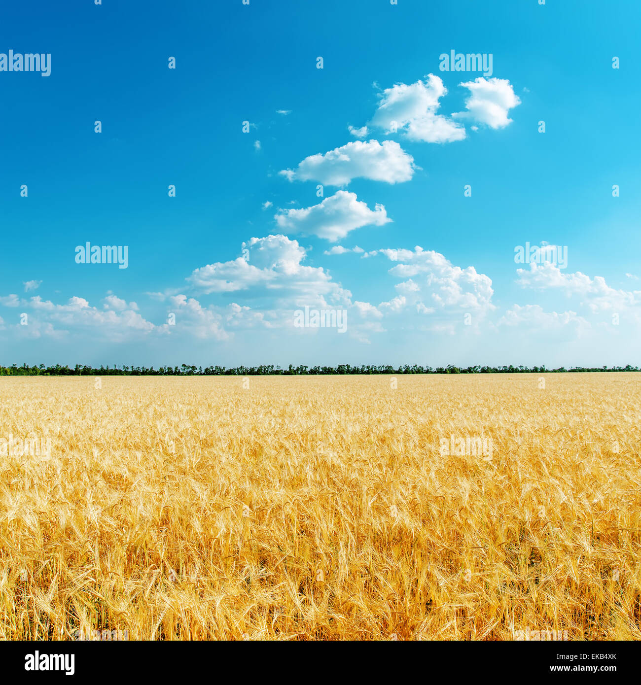 golden wheat field and blue sky with clouds Stock Photo - Alamy