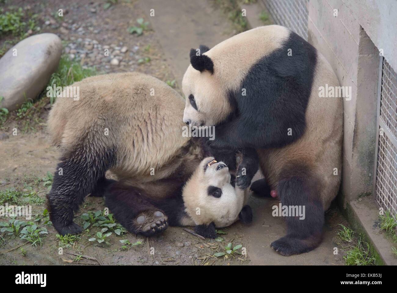 Ya'an, China's Sichuan Province. 8th Apr, 2015. Female giant panda 'Mei Qian' (L) and male panda 'Jin Ke' are put together for natural mating at the Bifengxia base in Ya'an, southwest China's Sichuan Province, April 8, 2015. 'Mei Qian', which is reared by China Conservation and Research Center for Giant Pandas, was artificially inseminated at the center's Bifengxia base on Wednesday. Natural mating for 'Mei Qian' and 'Jin Ke' failed before the artificial insemination on Wednesday. The center has completed the mating for 13 pandas in 2015. Credit:  Xue Yubin/Xinhua/Alamy Live News Stock Photo