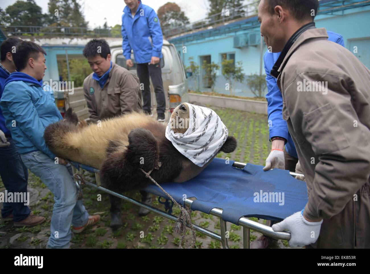 Ya'an, China's Sichuan Province. 8th Apr, 2015. Female giant panda 'Mei Qian' is carried for artificial insemination at the Bifengxia base in Ya'an, southwest China's Sichuan Province, April 8, 2015. 'Mei Qian', which is reared by China Conservation and Research Center for Giant Pandas, was artificially inseminated at the center's Bifengxia base on Wednesday. Natural mating for 'Mei Qian' and 'Jin Ke' failed before the artificial insemination on Wednesday. The center has completed the mating for 13 pandas in 2015. Credit:  Xue Yubin/Xinhua/Alamy Live News Stock Photo